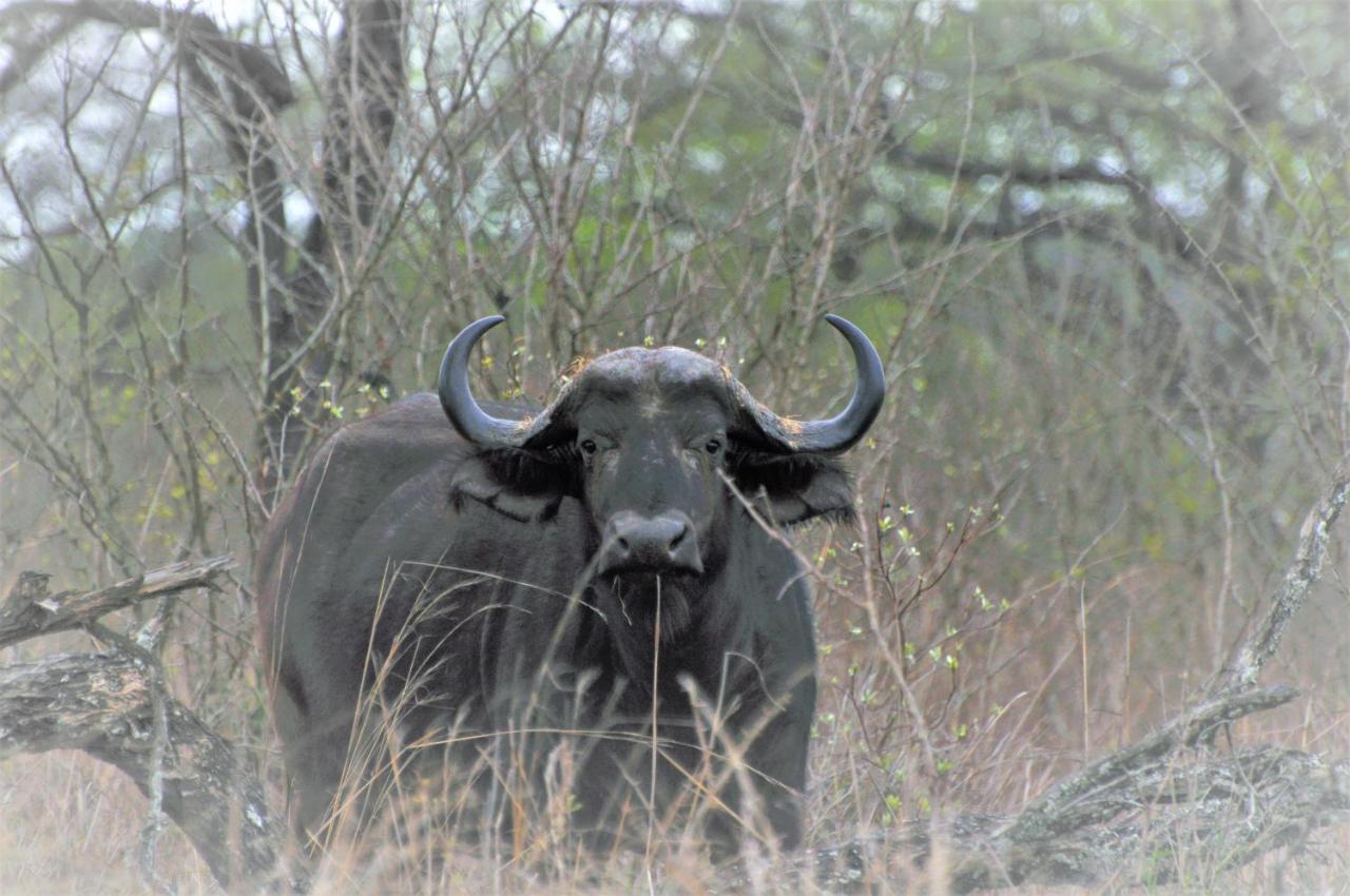 Hazyview Buffalo Game Lodge ภายนอก รูปภาพ